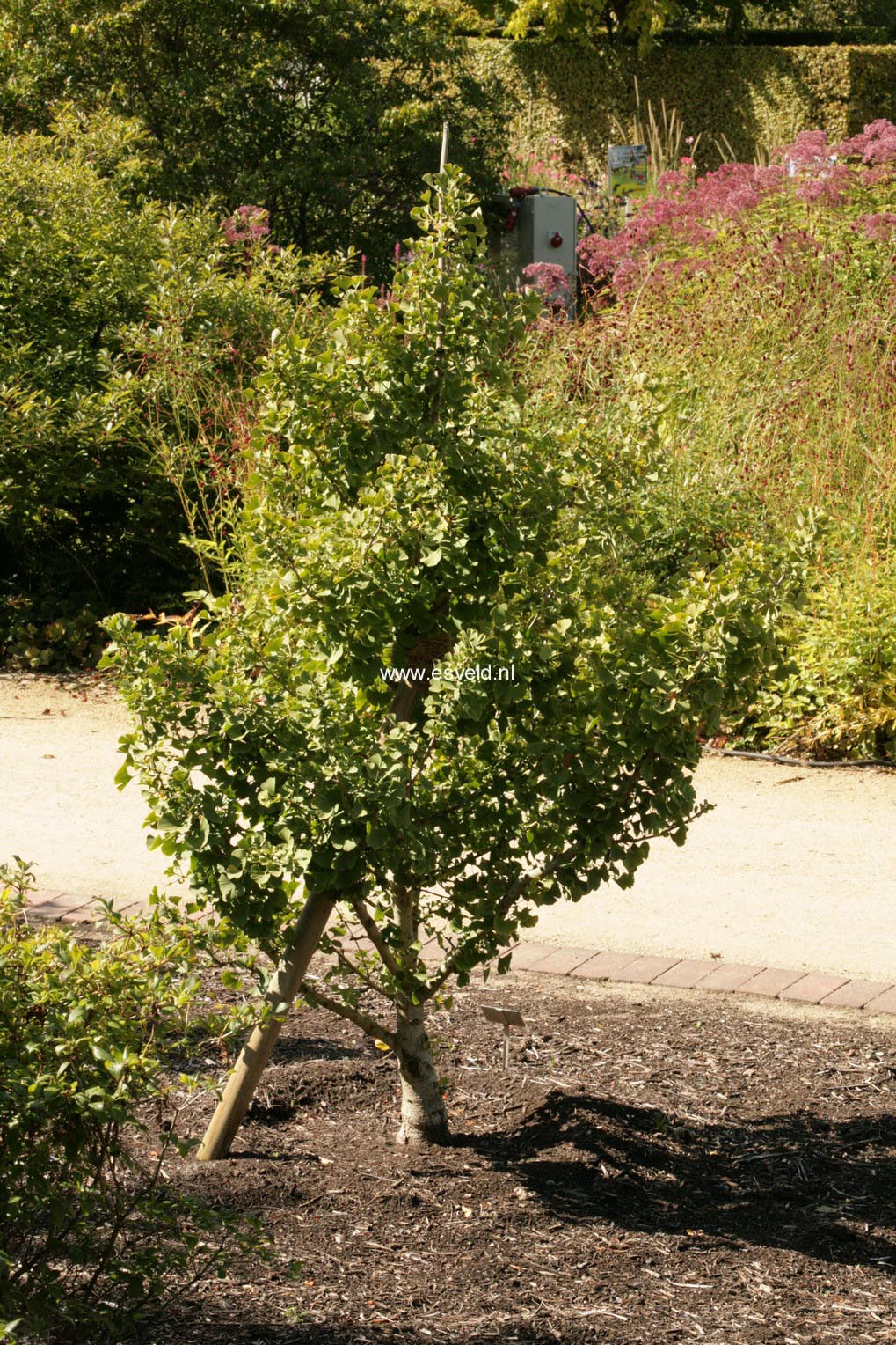 Ginkgo biloba 'Globus'