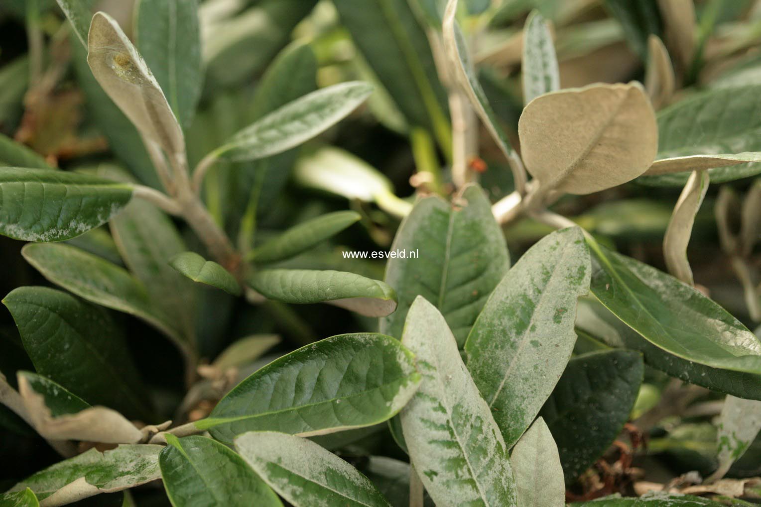 Rhododendron 'Great Dane'