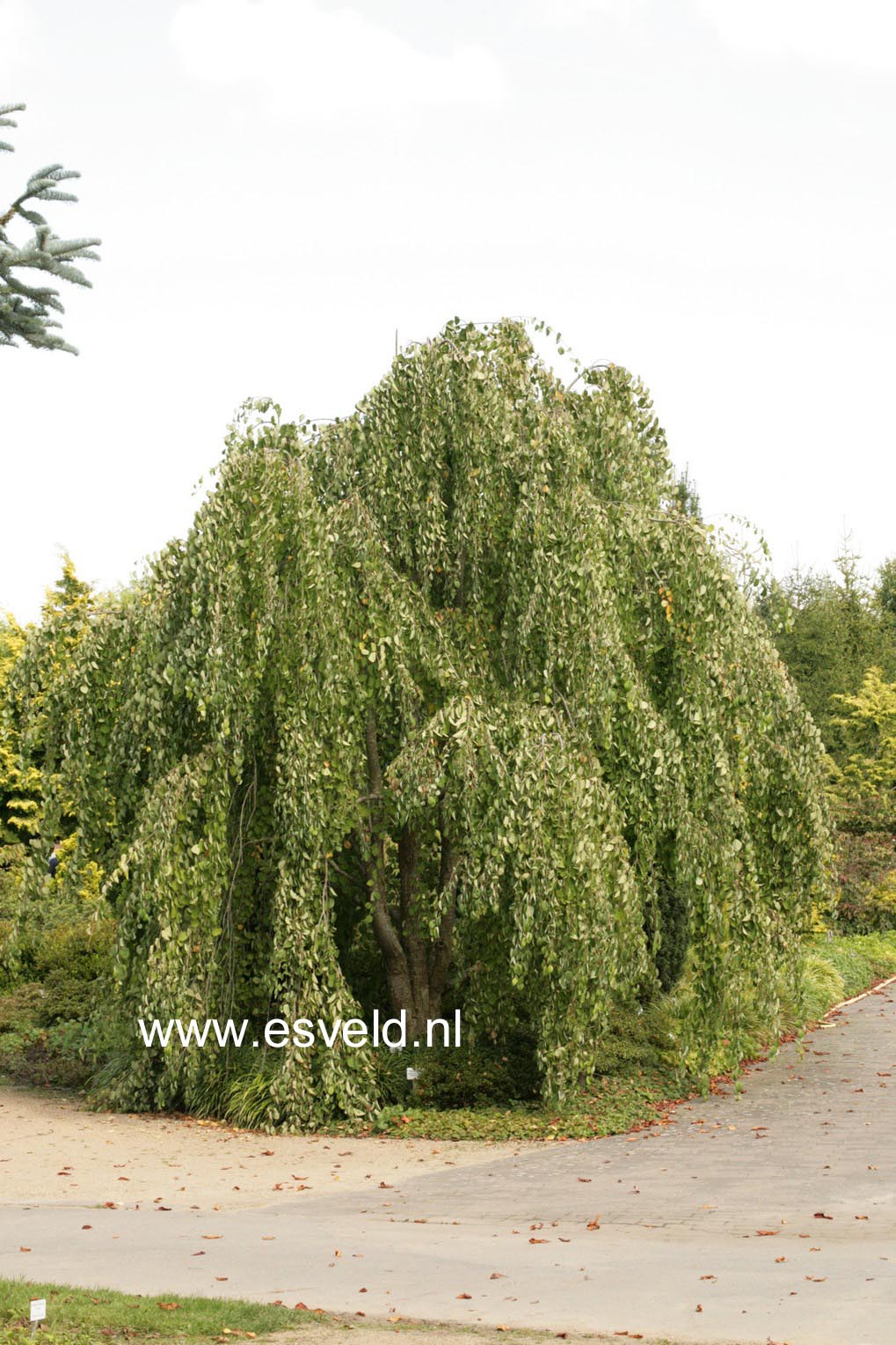 Cercidiphyllum japonicum 'Pendulum'