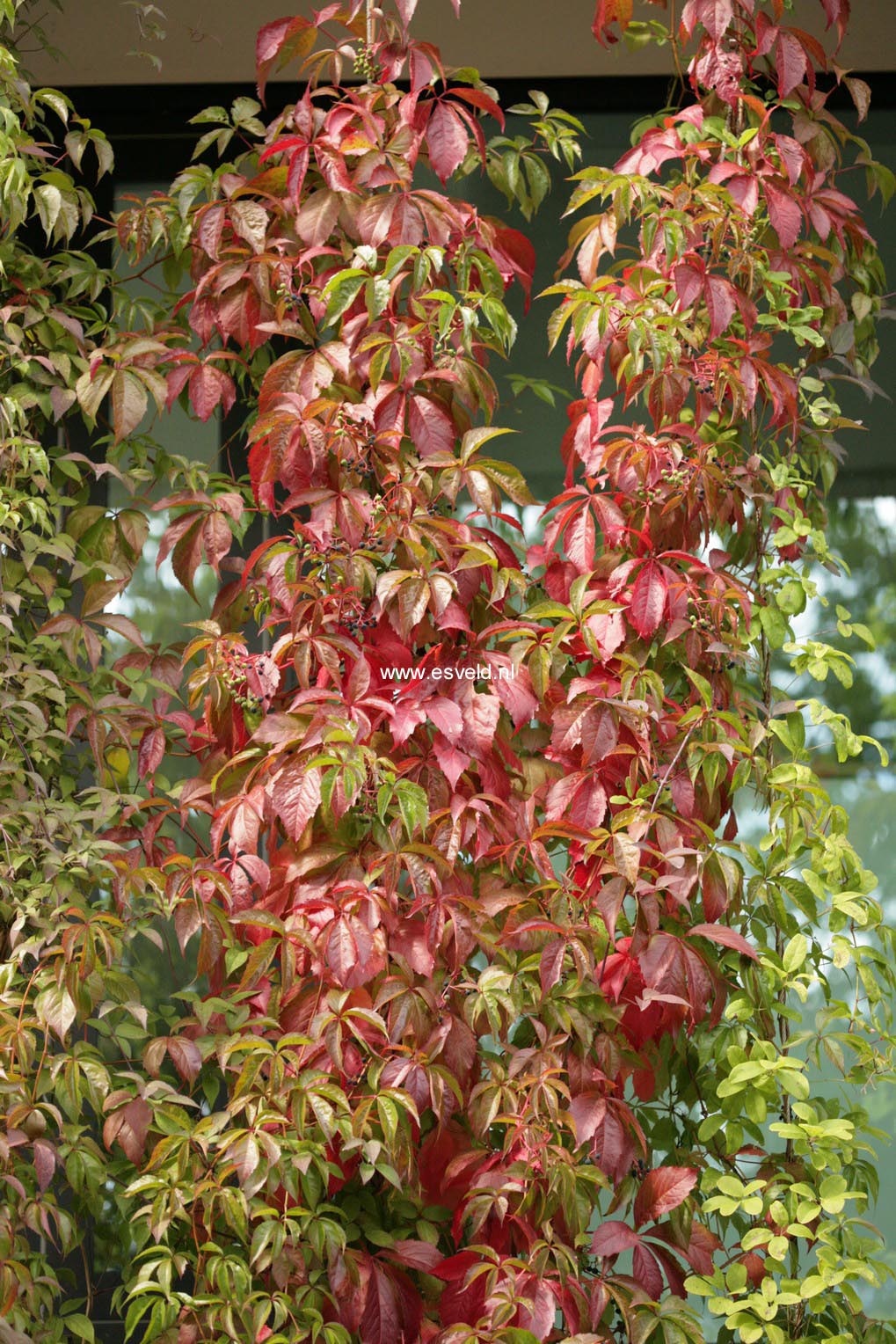 Parthenocissus quinquefolia var. engelmannii