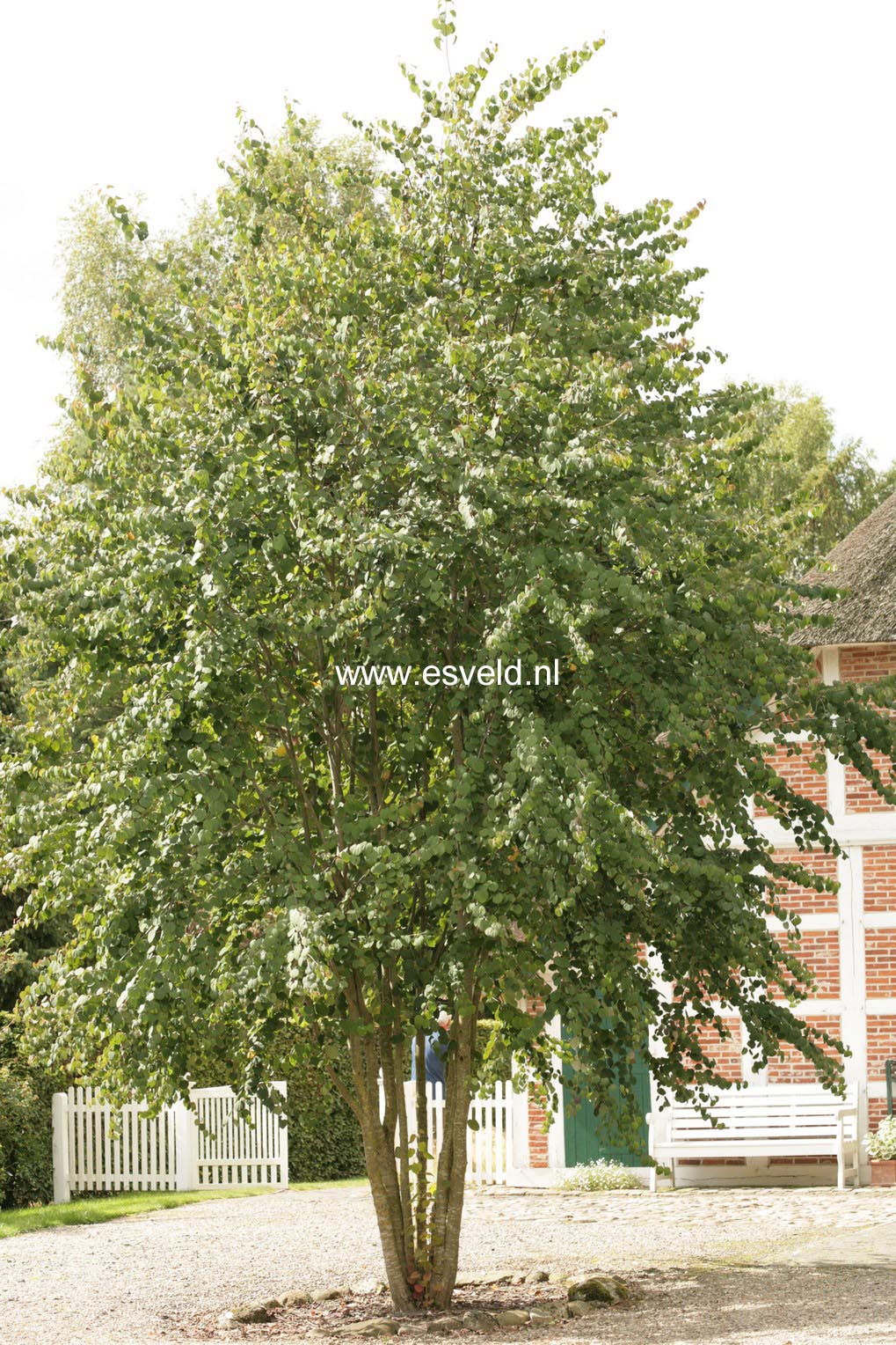 Cercidiphyllum japonicum