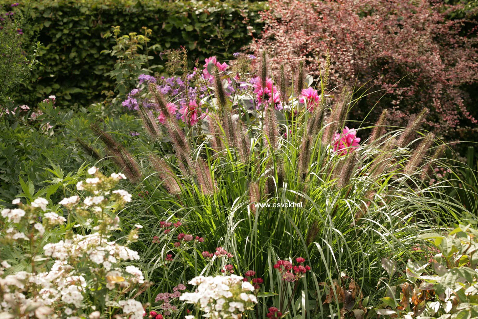 Pennisetum alopecuroides 'Black Beauty'