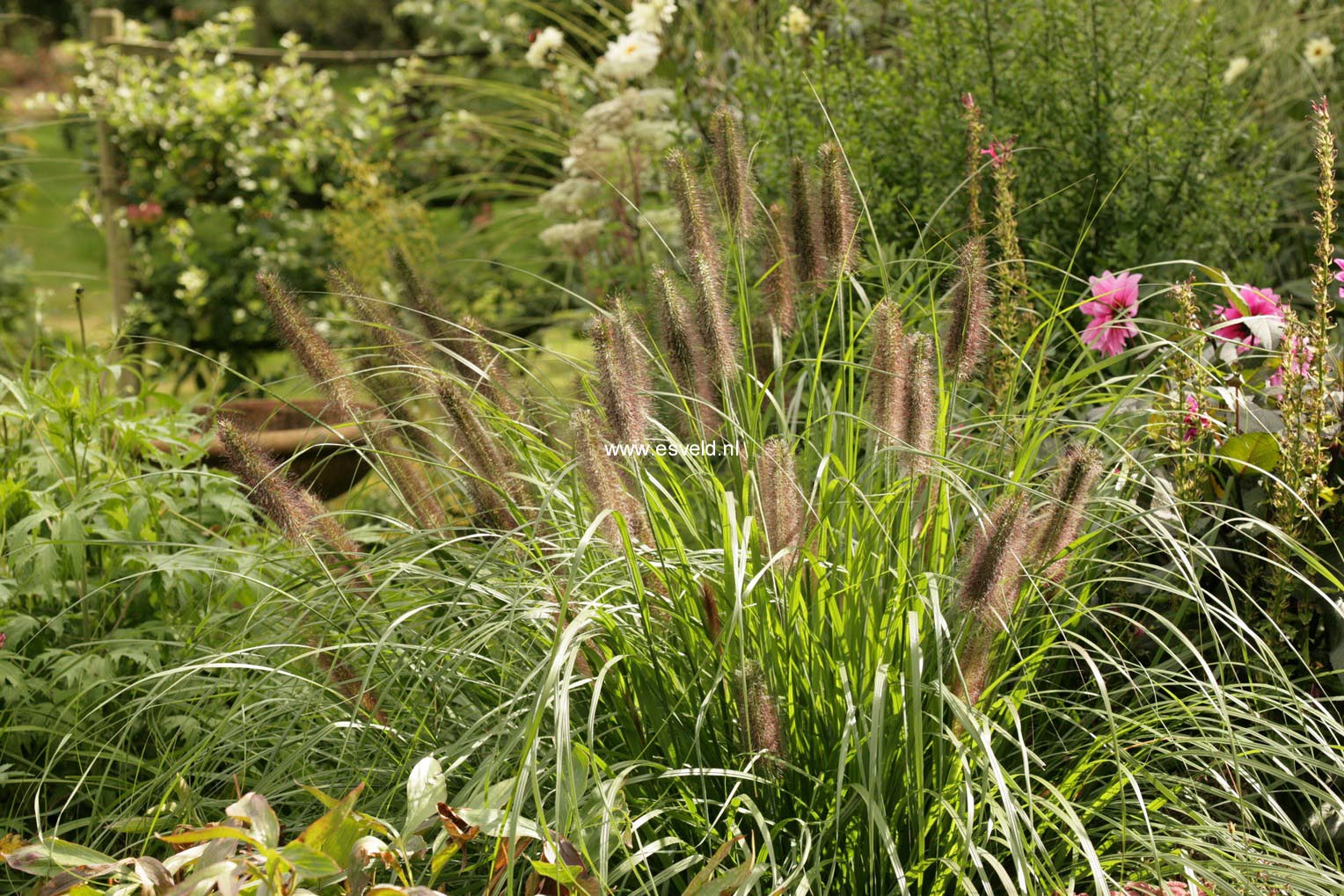 Pennisetum alopecuroides 'Black Beauty'