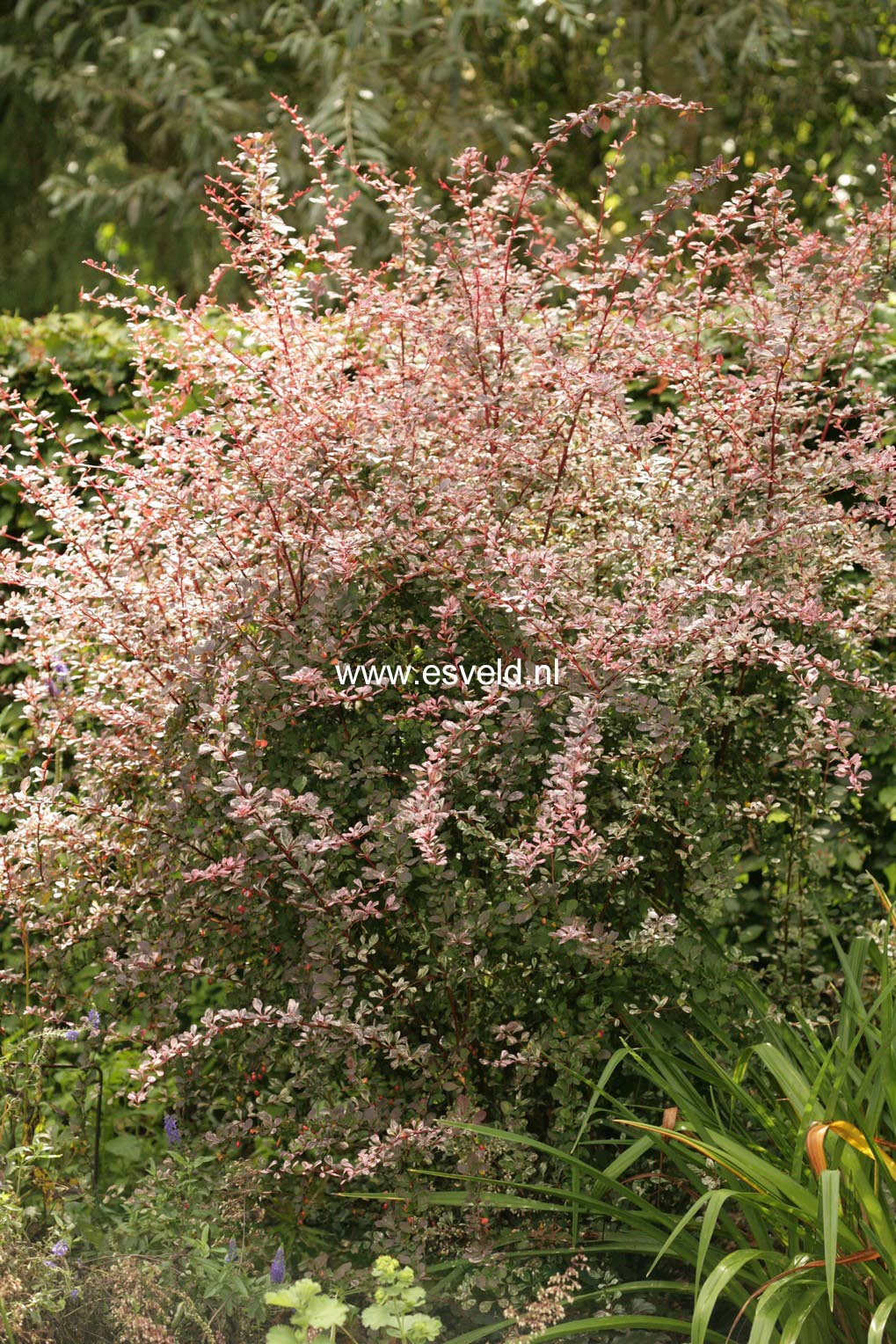 Berberis thunbergii 'Harlequin'