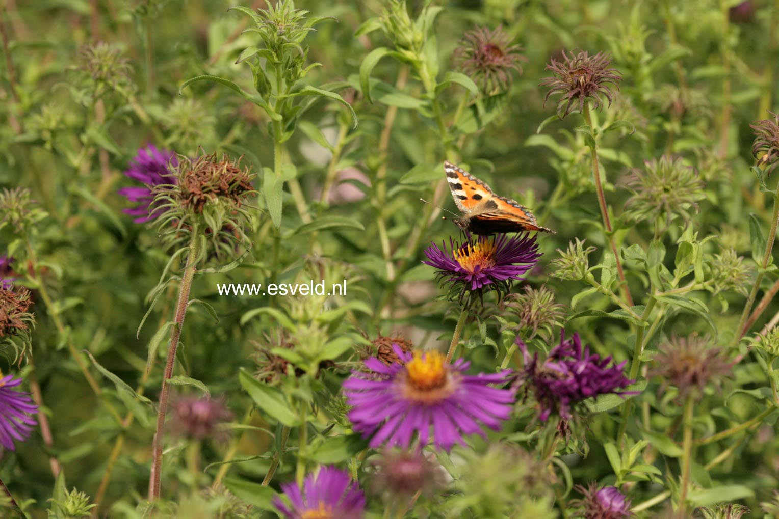 Aster novae-angliae 'Violetta'