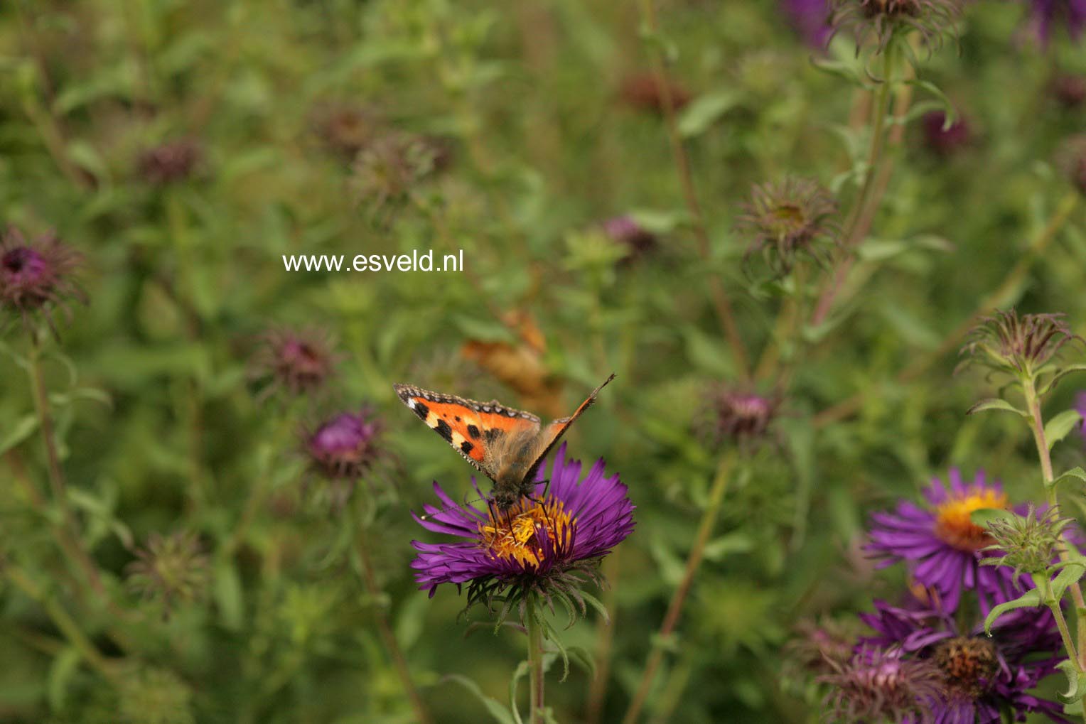 Aster novae-angliae 'Violetta'