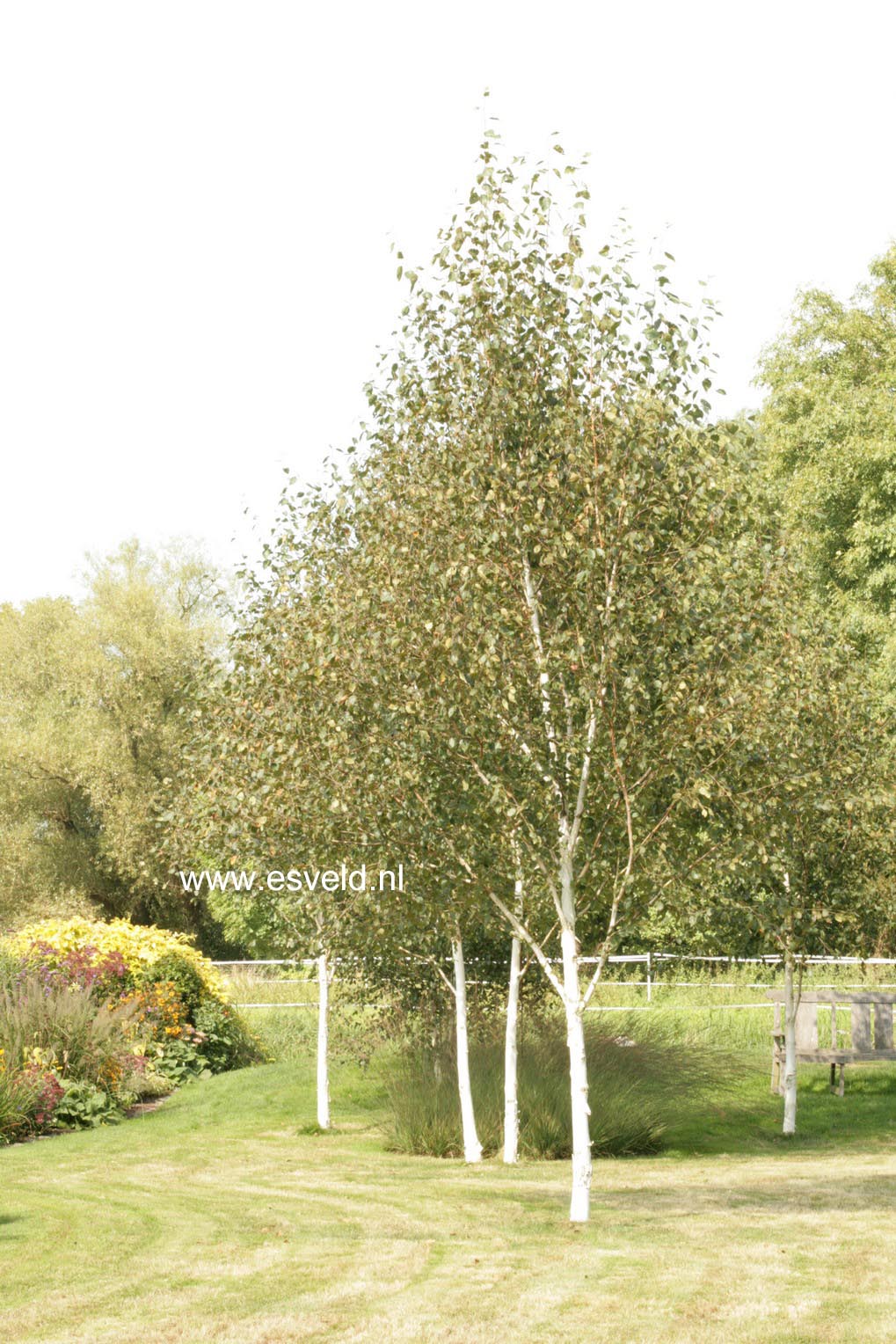 Betula utilis 'Doorenbos'