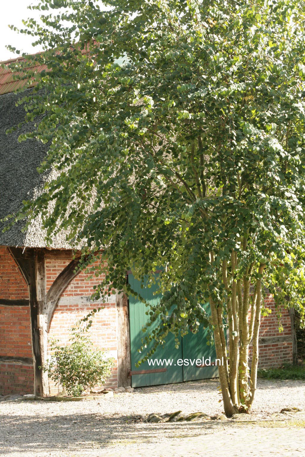 Cercidiphyllum japonicum