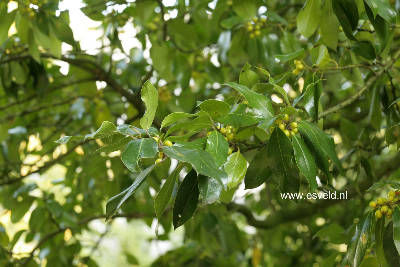 Ilex altaclerensis 'Belgica'