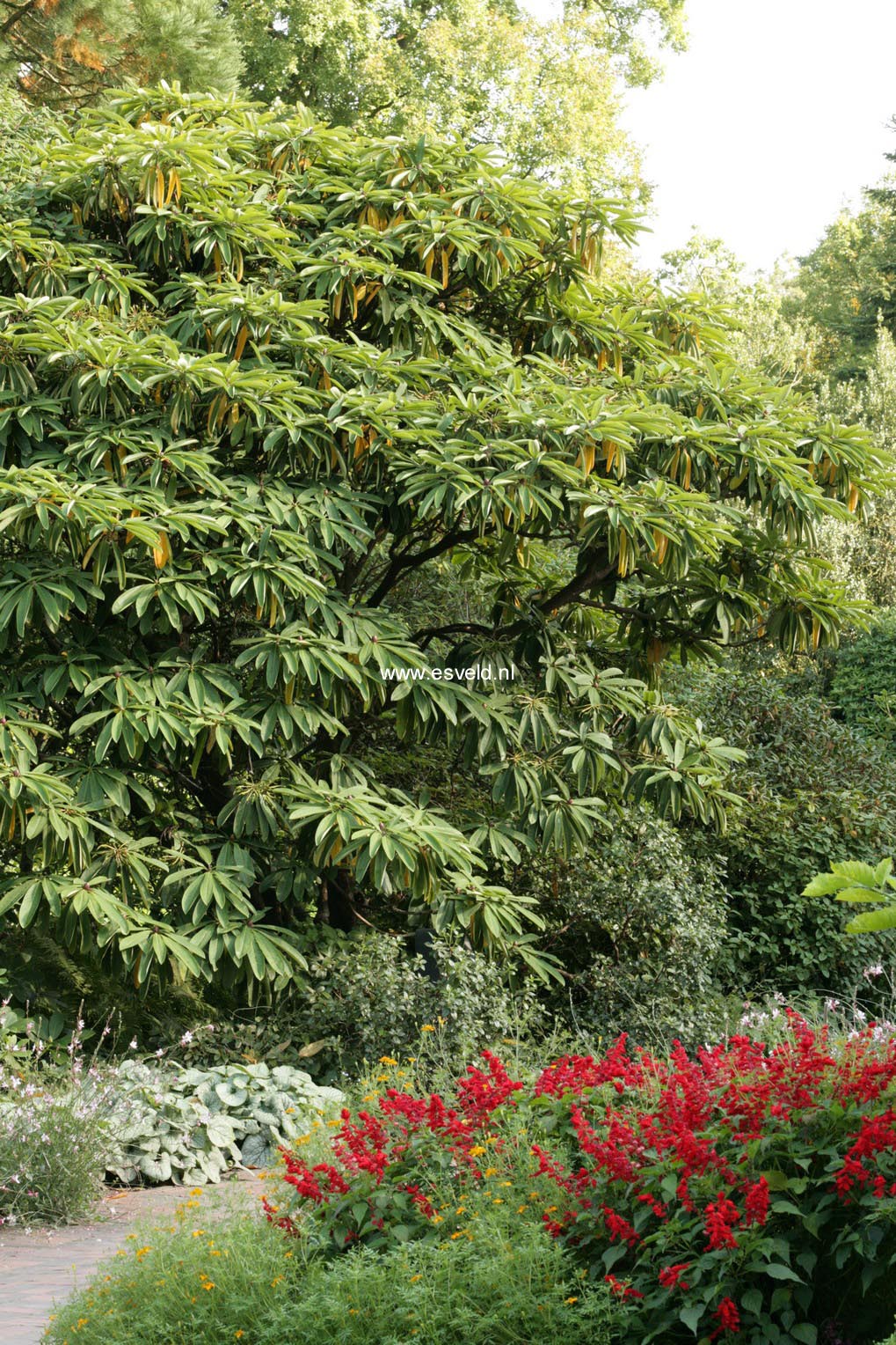 Rhododendron decorum