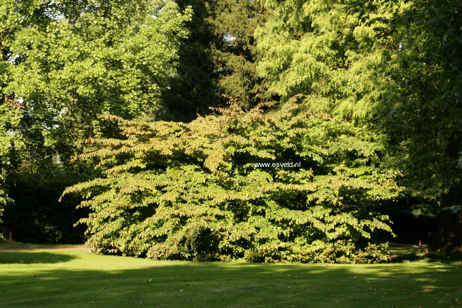 Parrotia persica