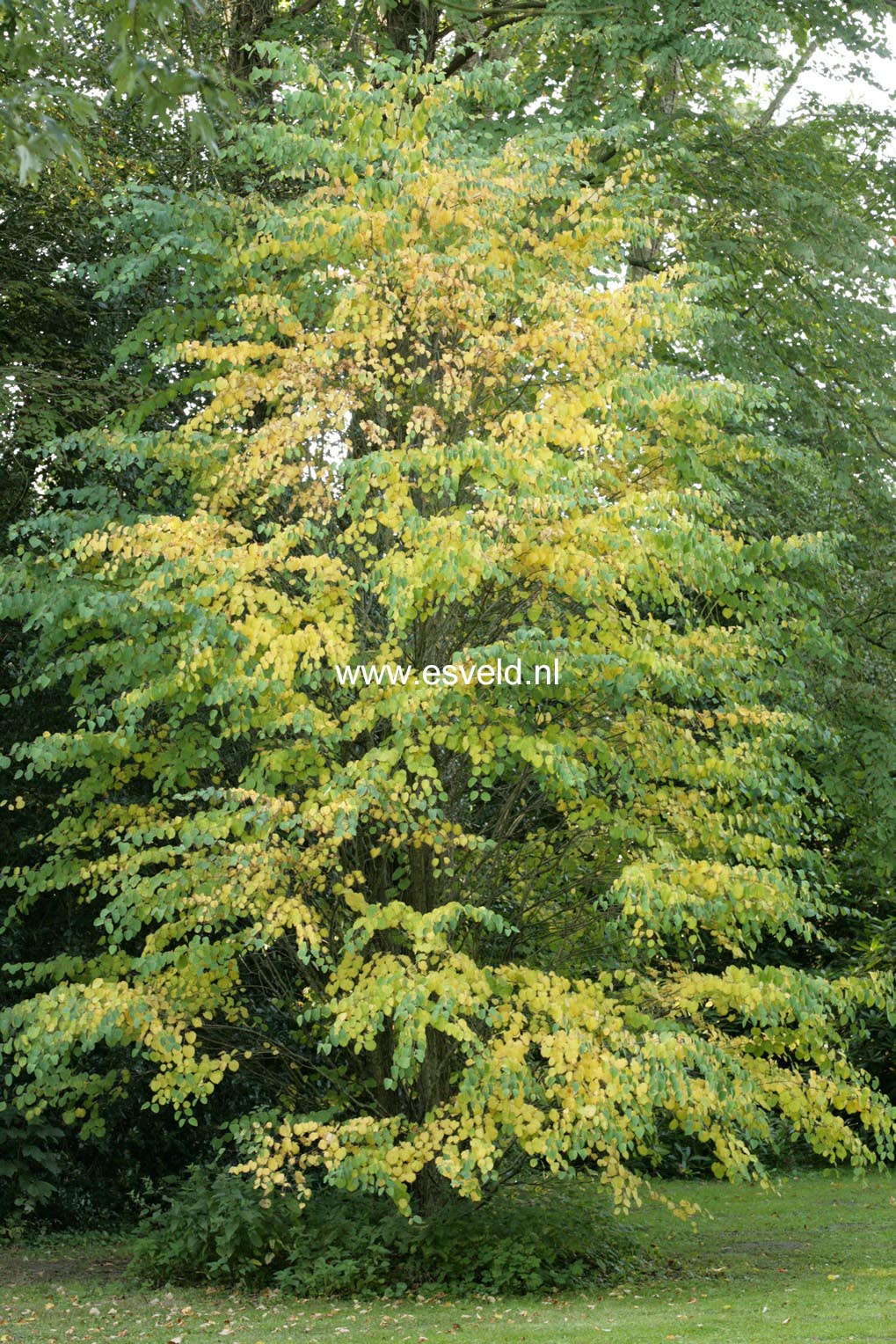 Cercidiphyllum japonicum