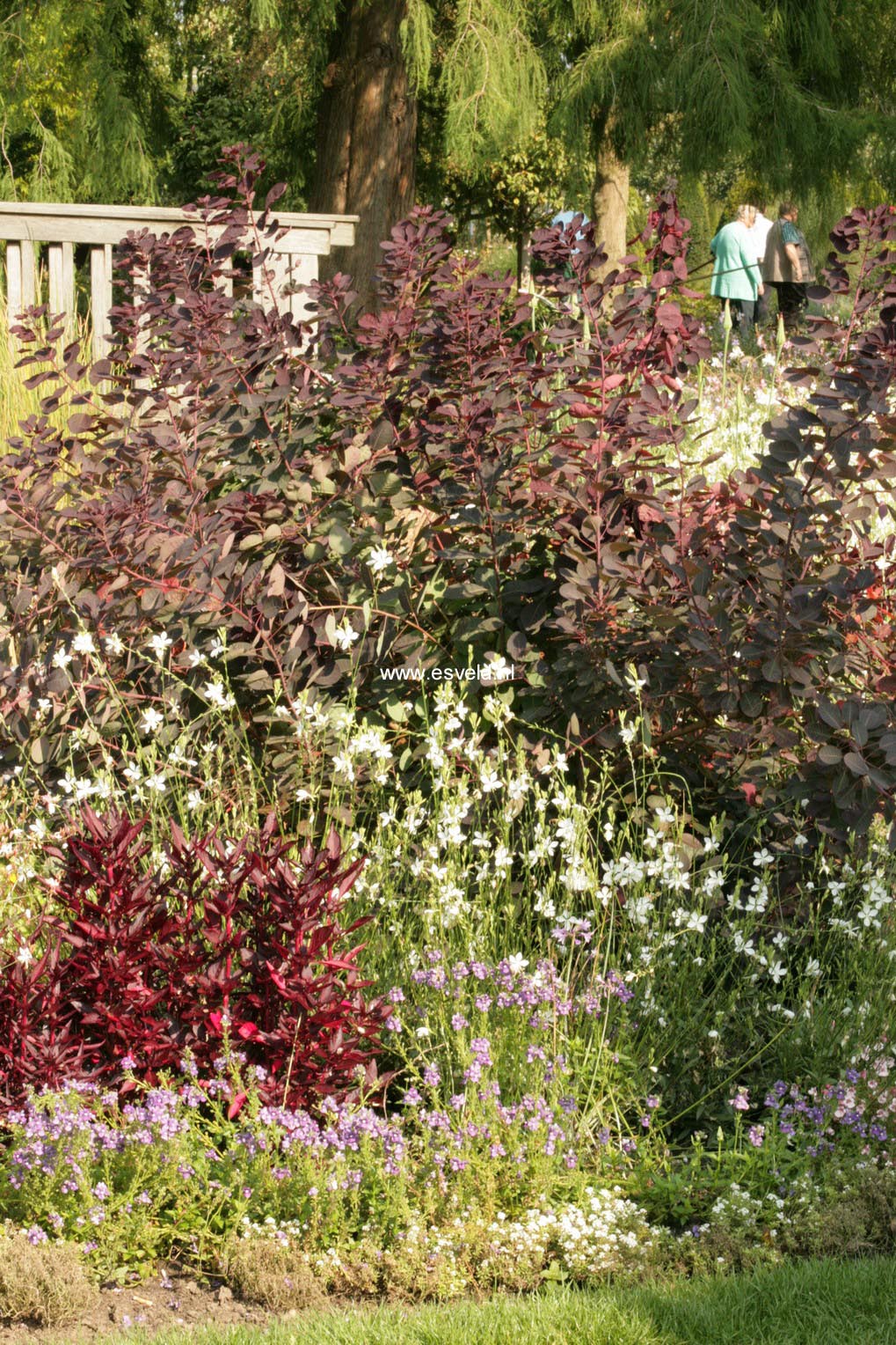 Cotinus coggygria 'Royal Purple'