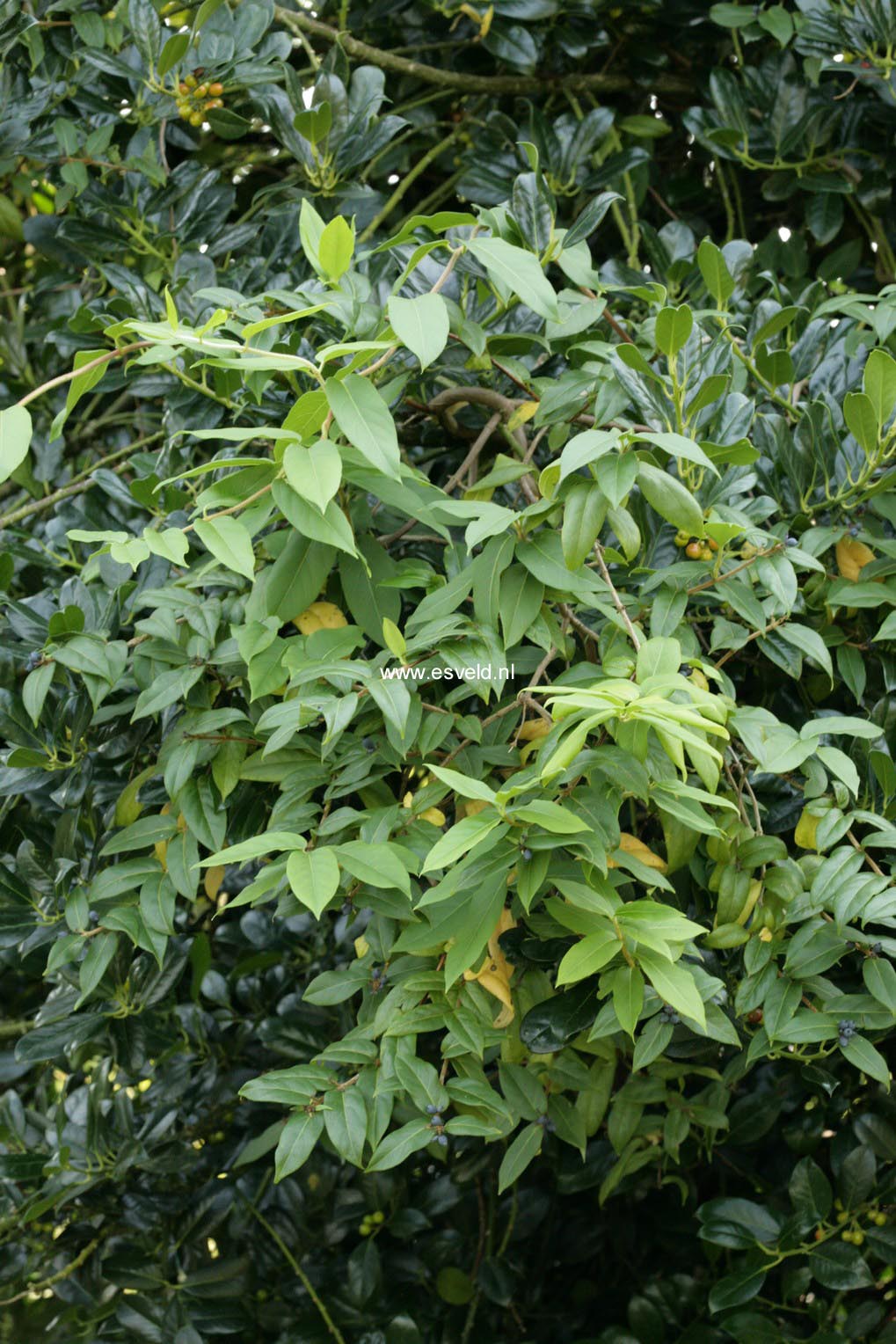 Lonicera henryi