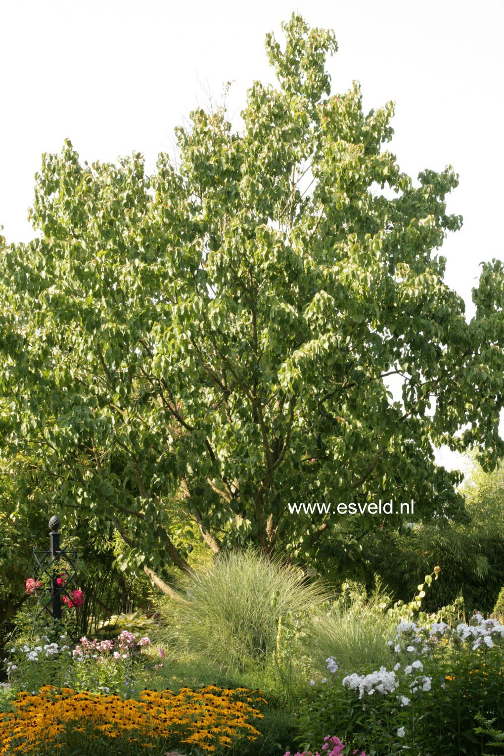 Davidia involucrata