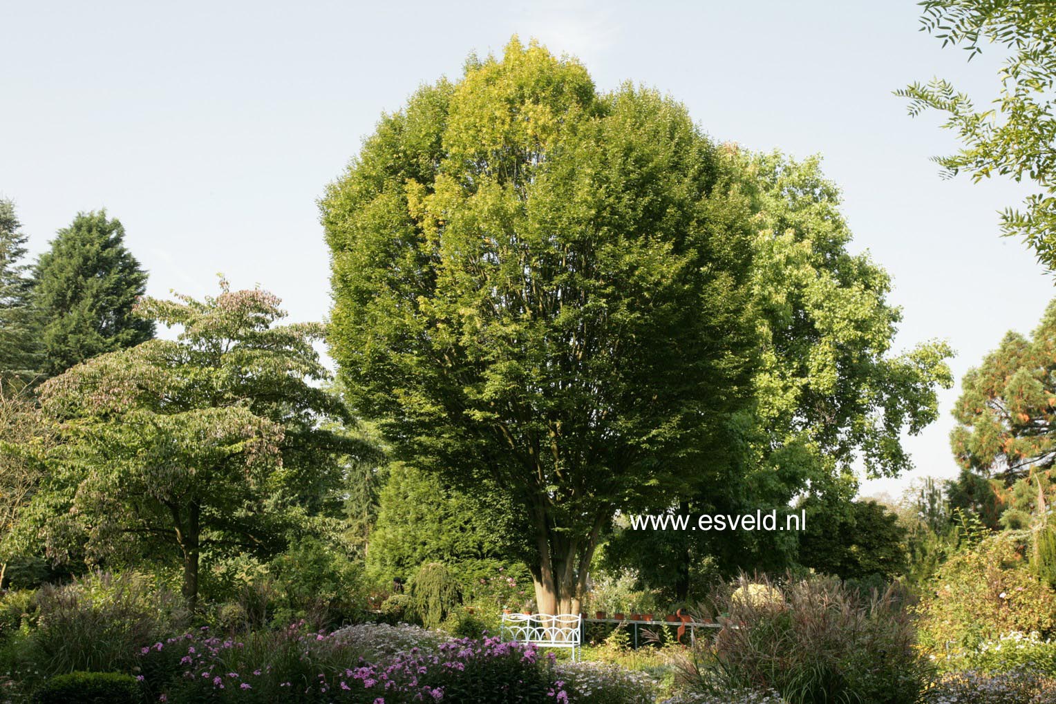 Carpinus betulus 'Fastigiata'