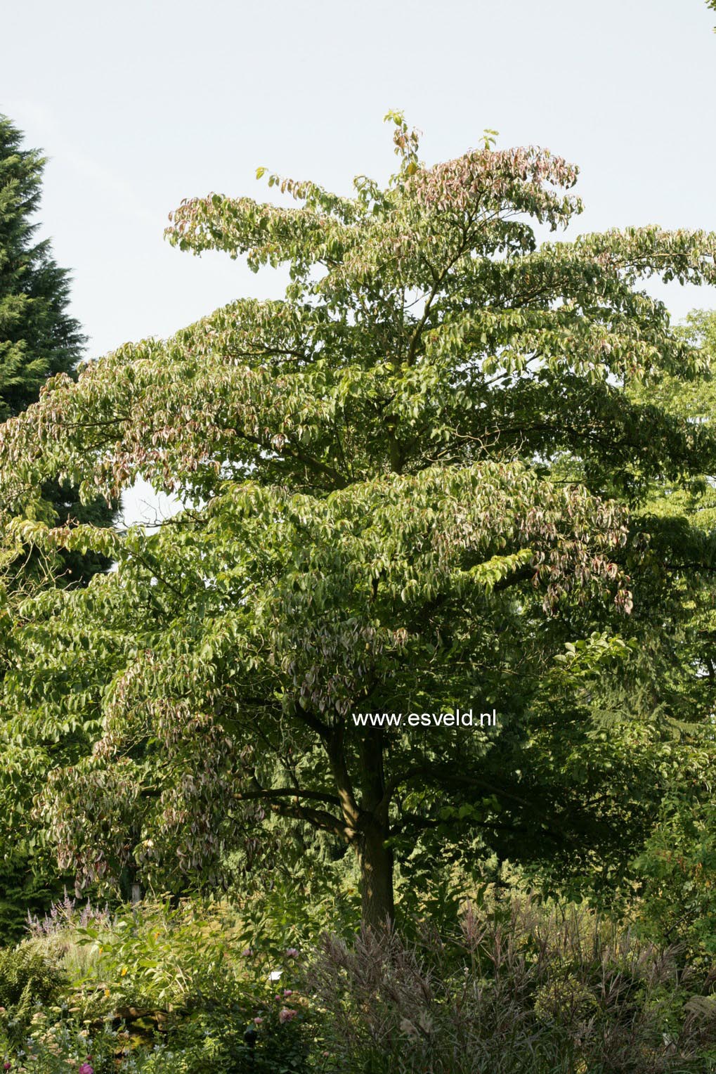 Cornus florida