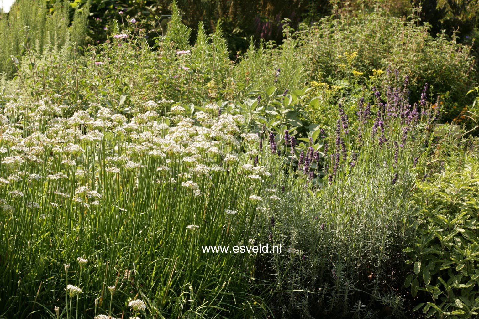 Allium tuberosum