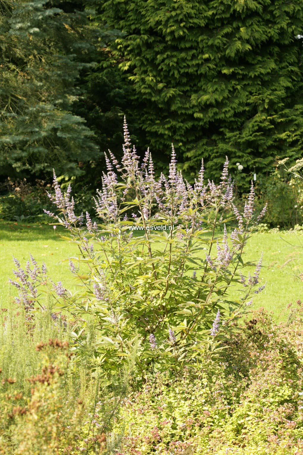 Vitex agnus-castus 'Rosea'