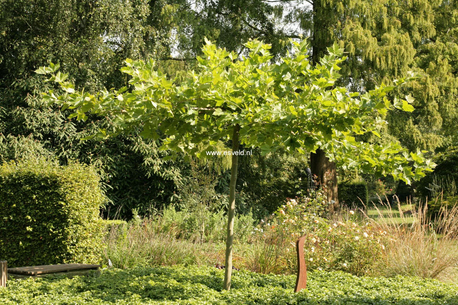 Platanus hispanica (dakplataan)