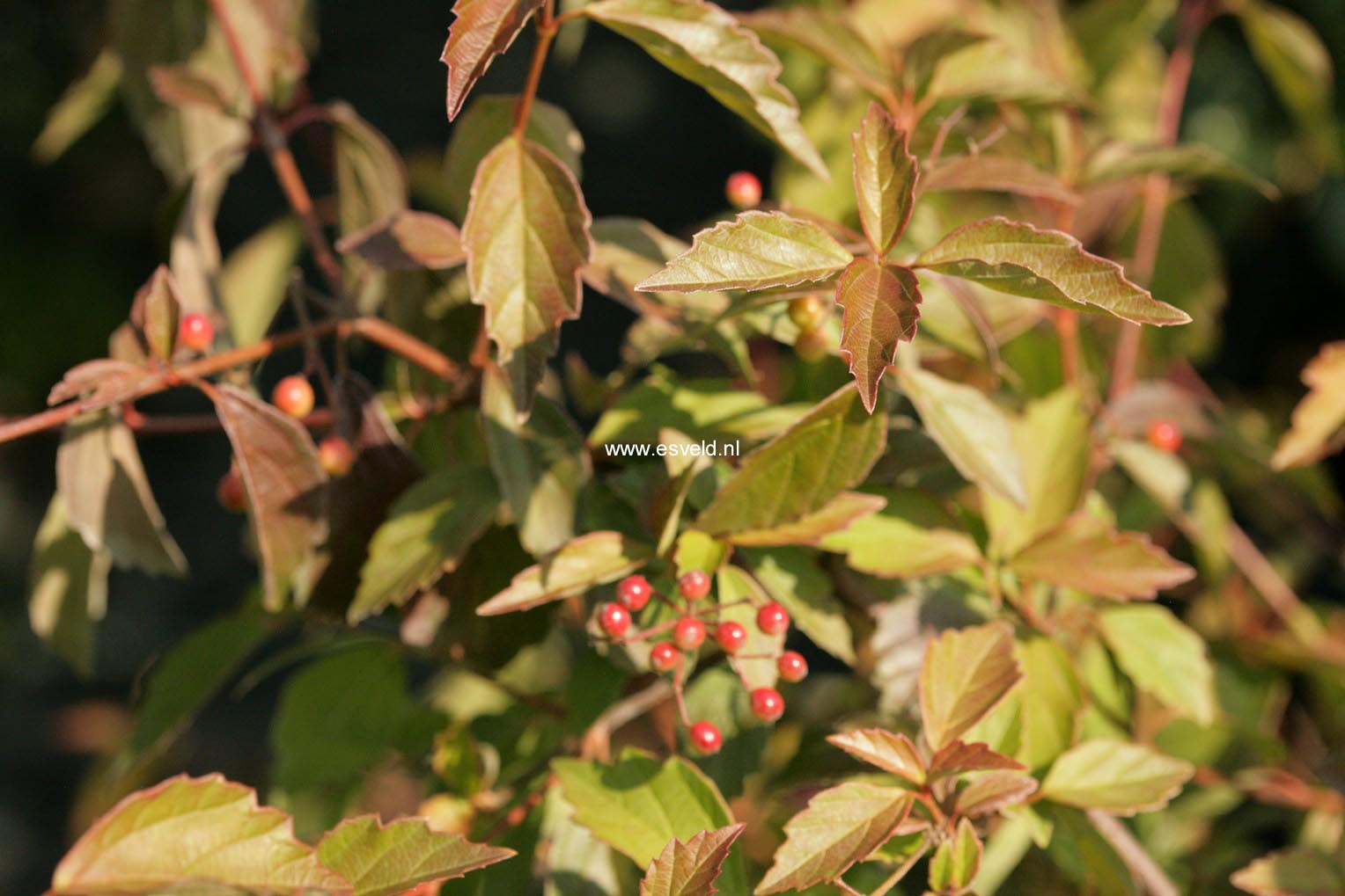 Viburnum mullaha