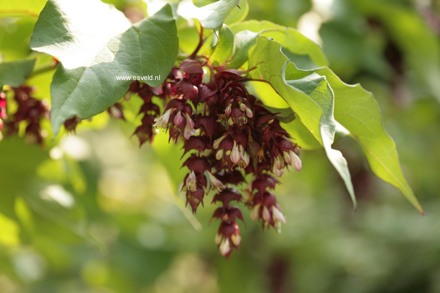 Leycesteria formosa 'Purple Rain'