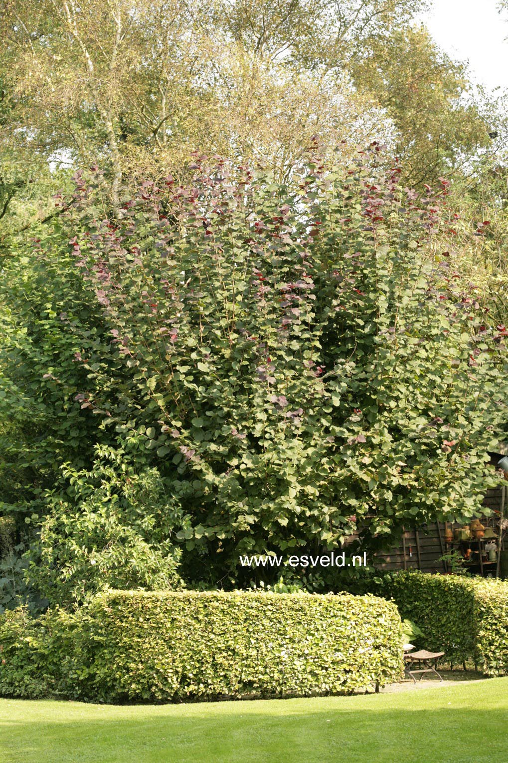 Corylus maxima 'Purpurea'