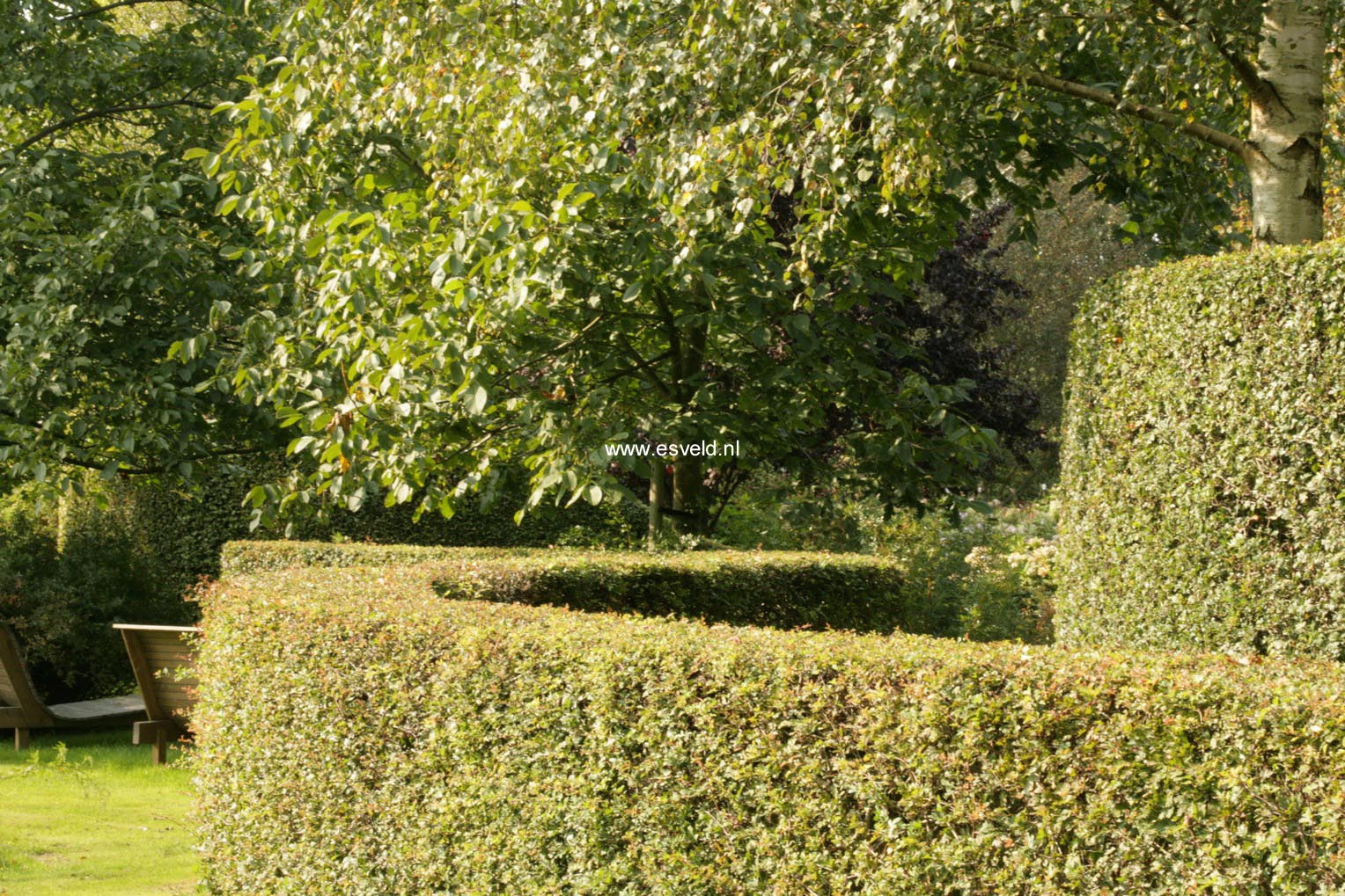 Crataegus monogyna