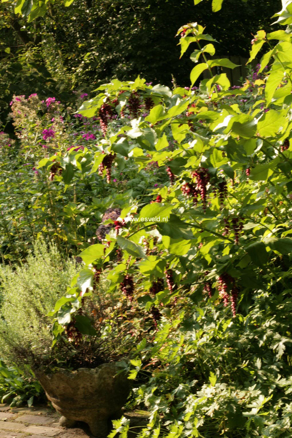 Leycesteria formosa