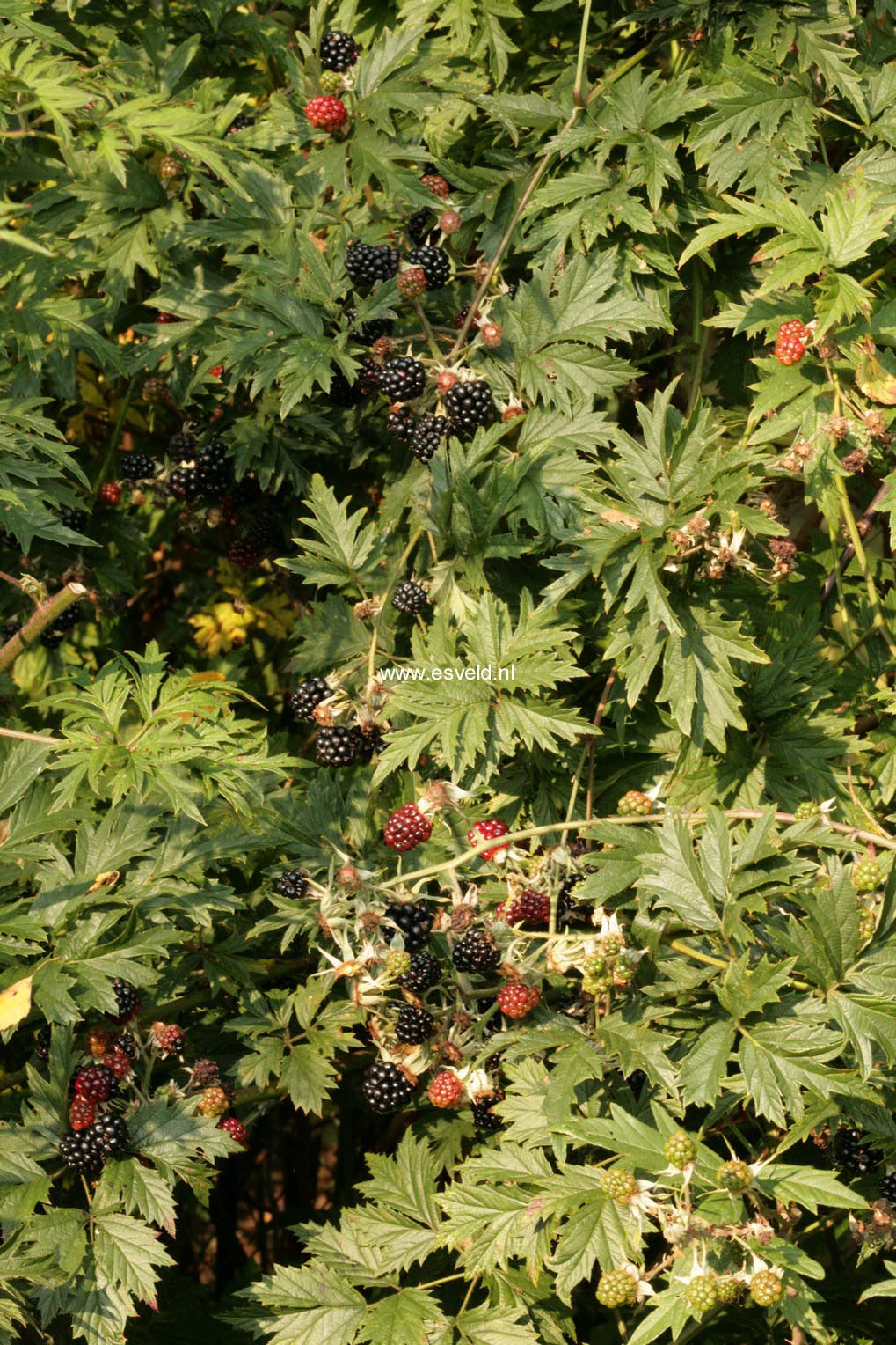 Rubus 'Thornless Evergreen'