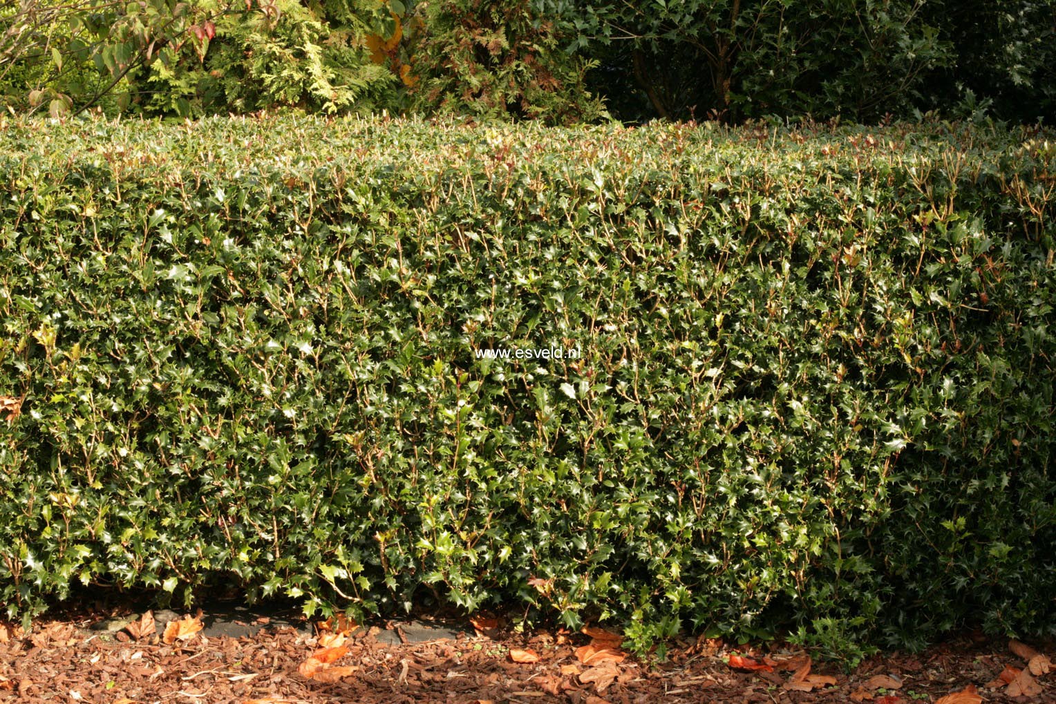 Osmanthus heterophyllus 'Gulftide'