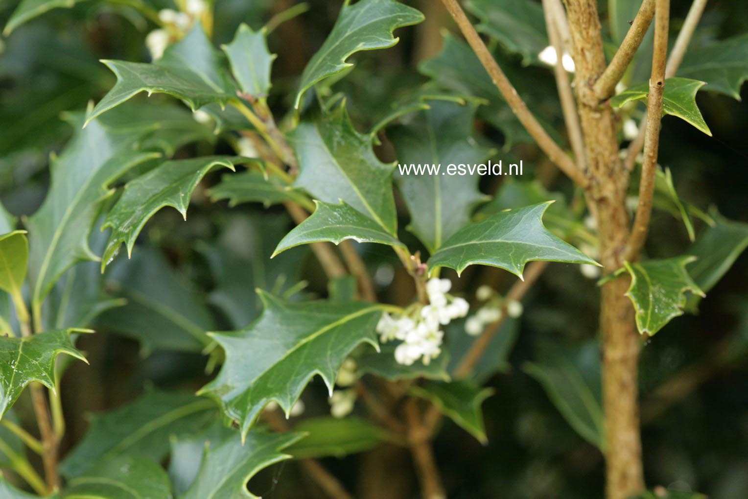 Osmanthus heterophyllus