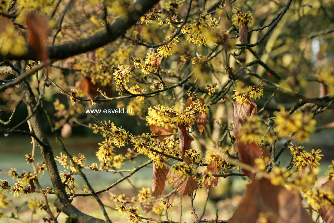 Hamamelis mollis 'Boskoop'