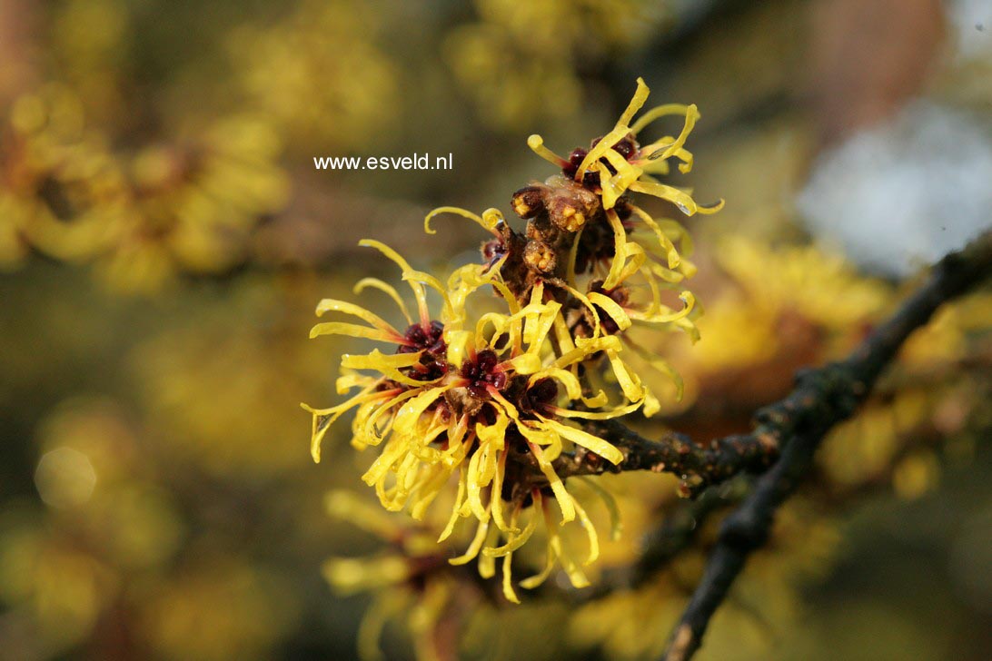 Hamamelis mollis 'Boskoop'