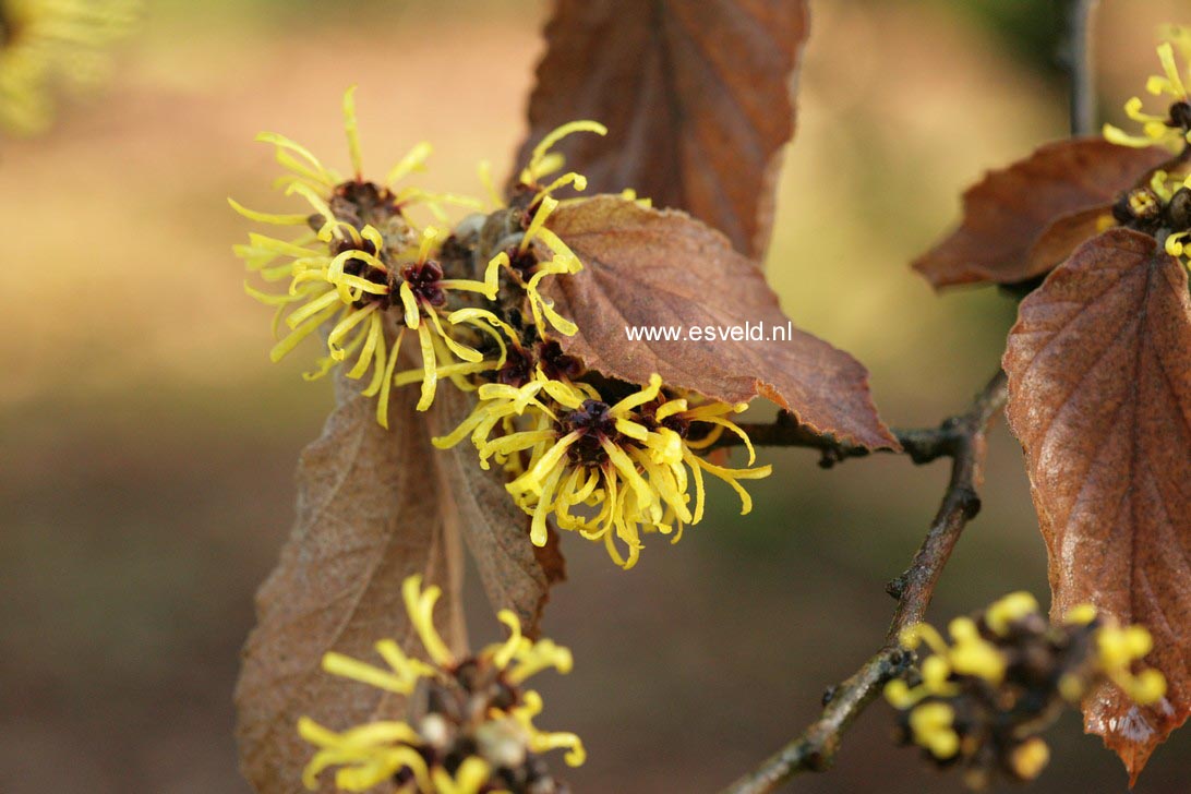 Hamamelis mollis 'Boskoop'