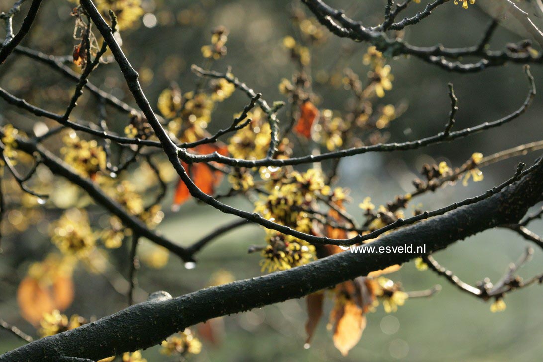 Hamamelis mollis 'Boskoop'