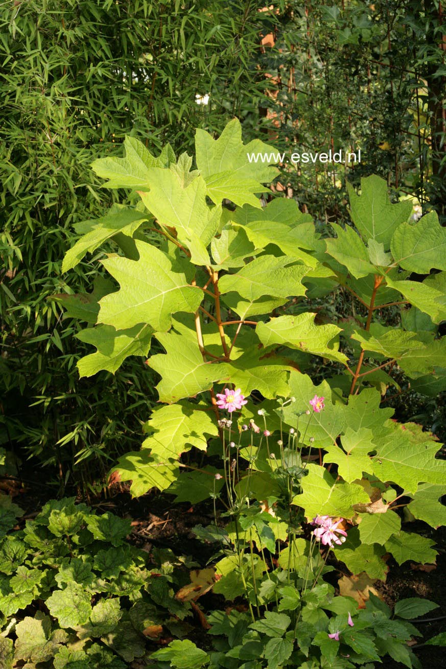 Hydrangea quercifolia 'Alice'