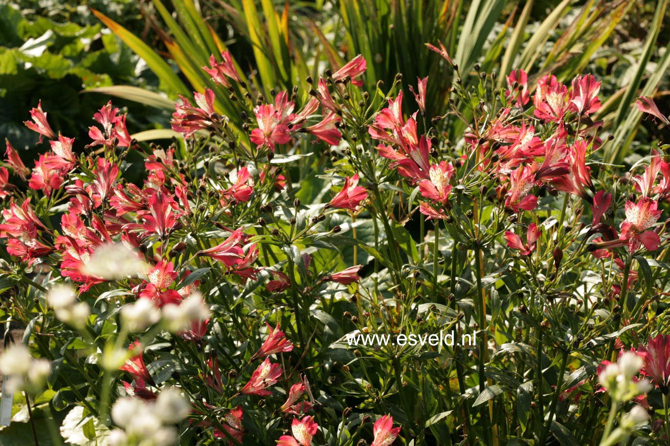 Alstroemeria 'Freedom'