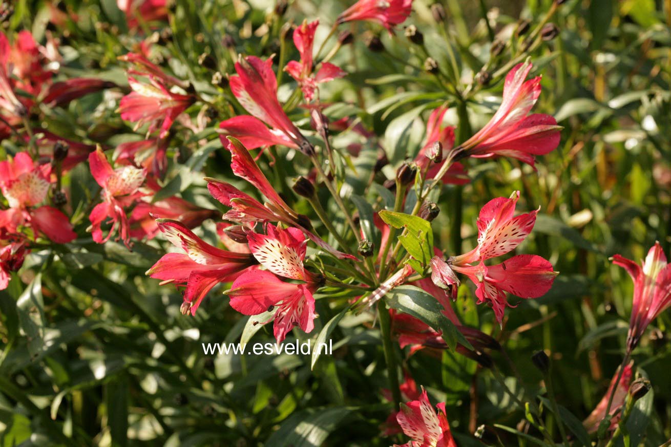 Alstroemeria 'Freedom'