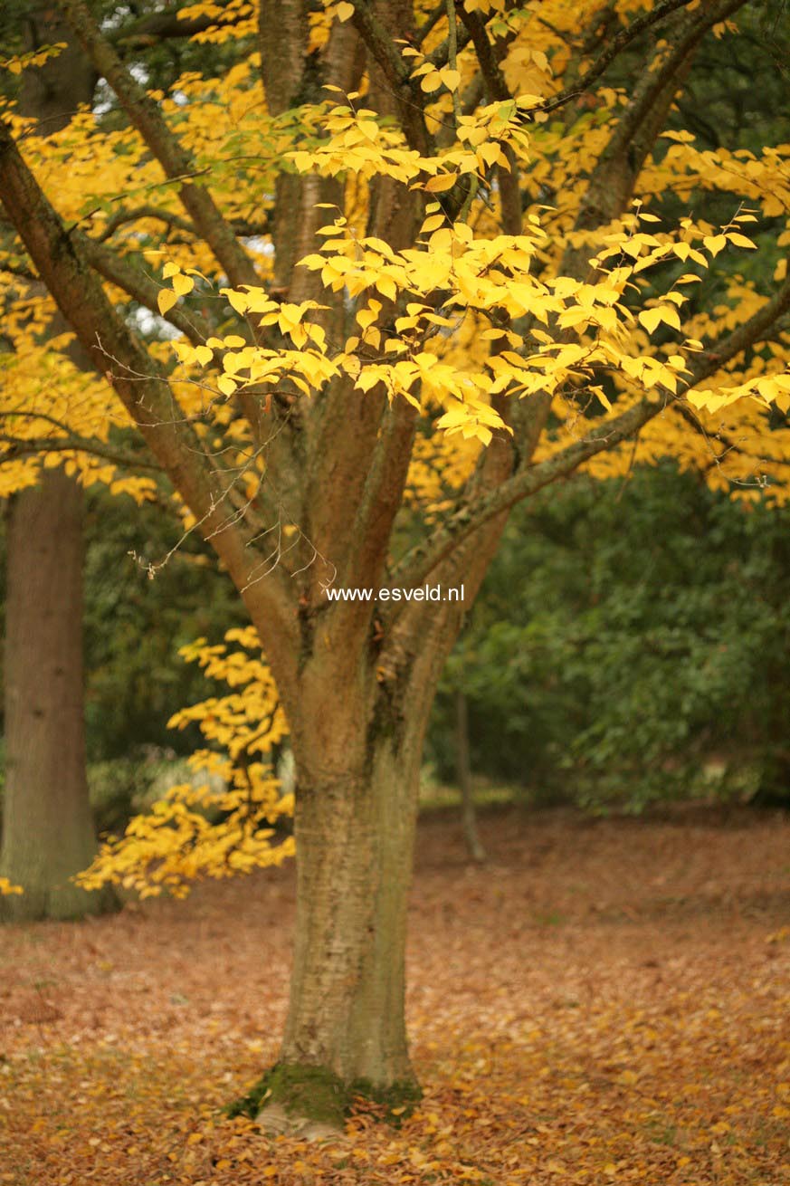 Betula alleghaniensis