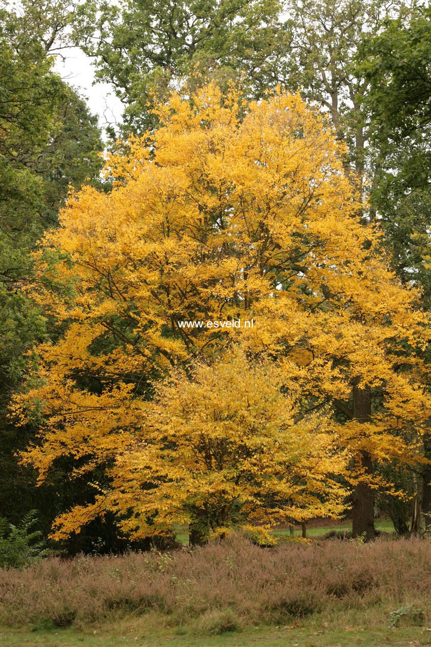 Betula alleghaniensis