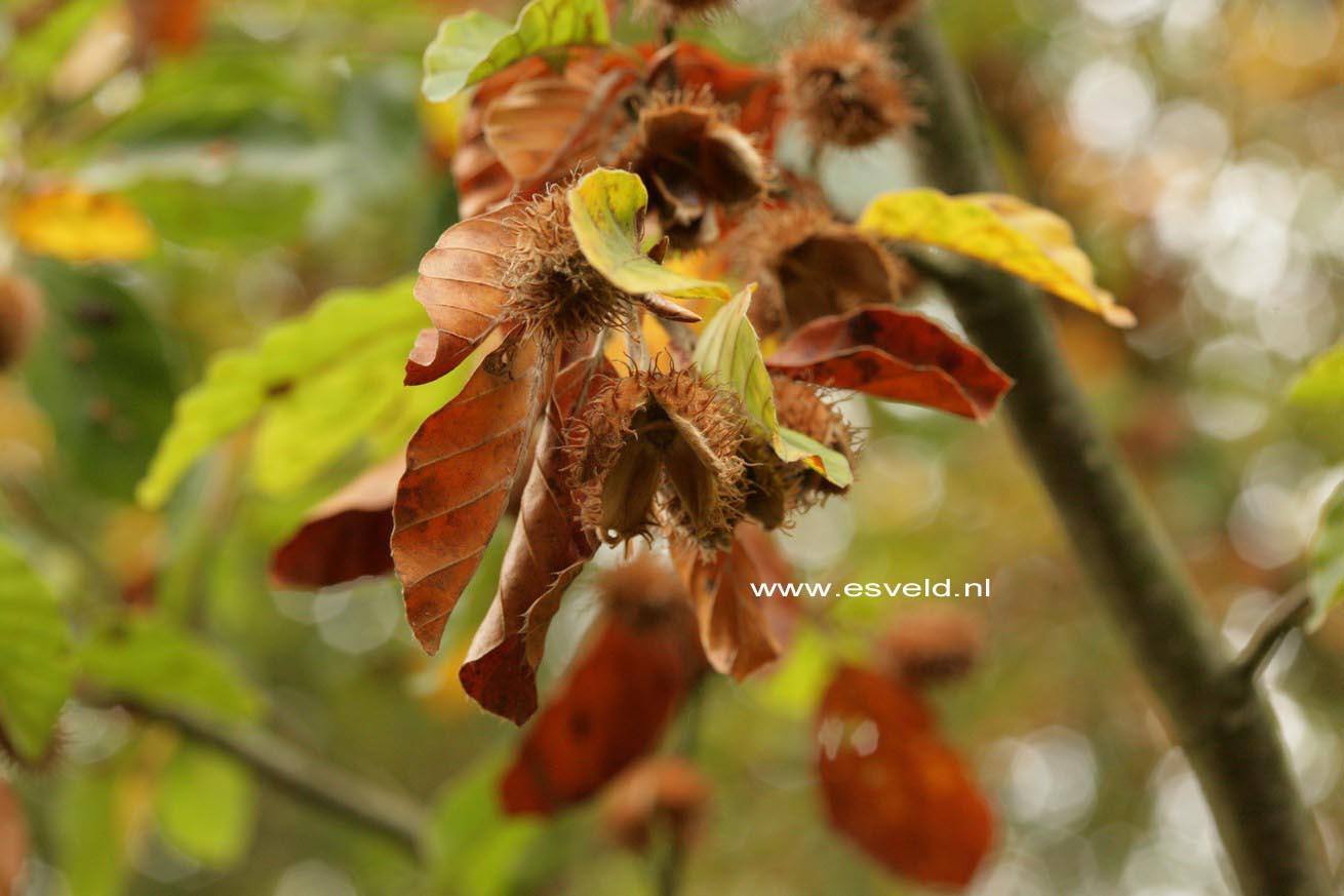 Fagus sylvatica