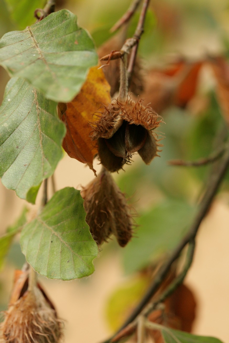 Fagus sylvatica