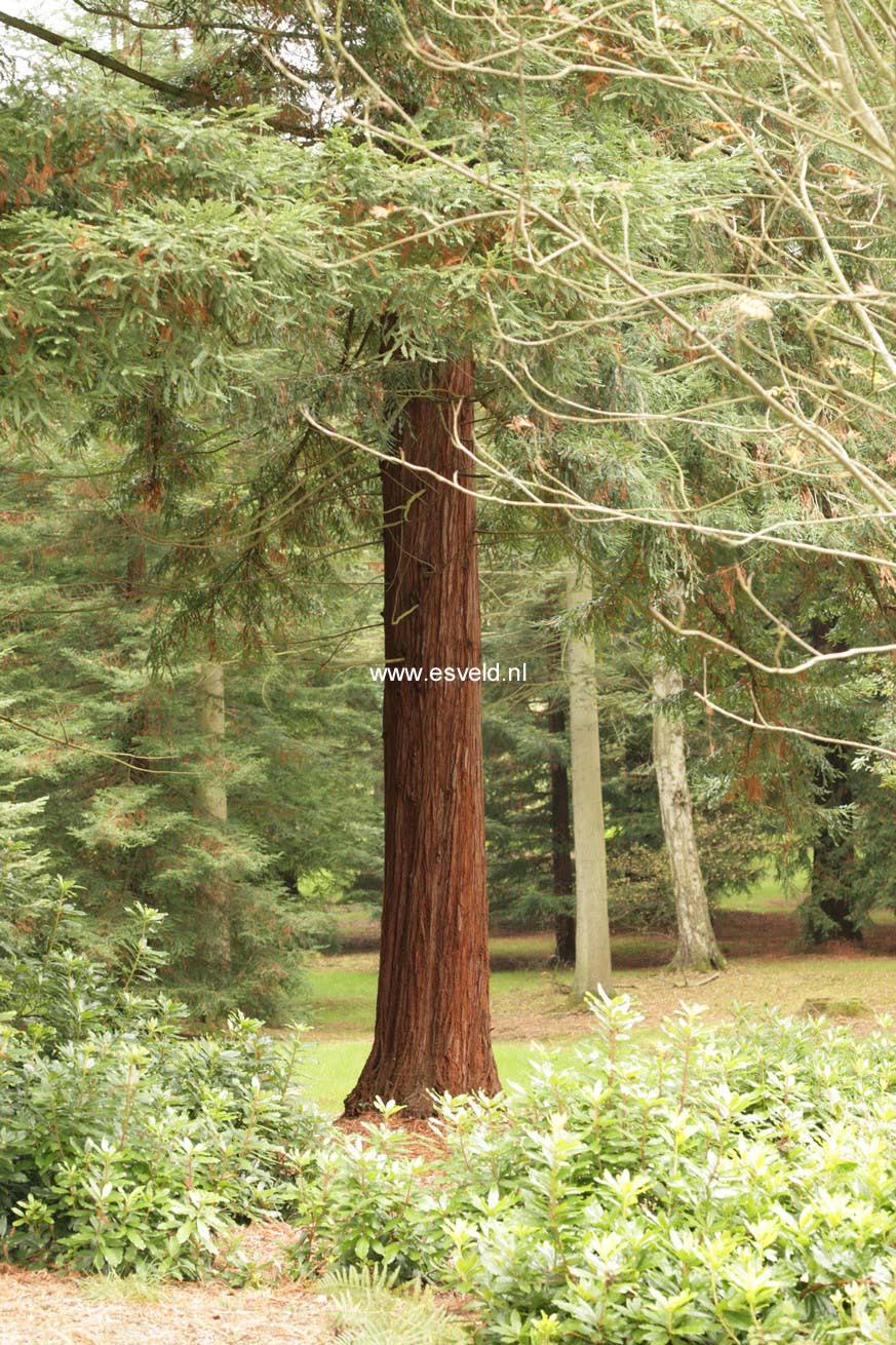 Sequoia sempervirens