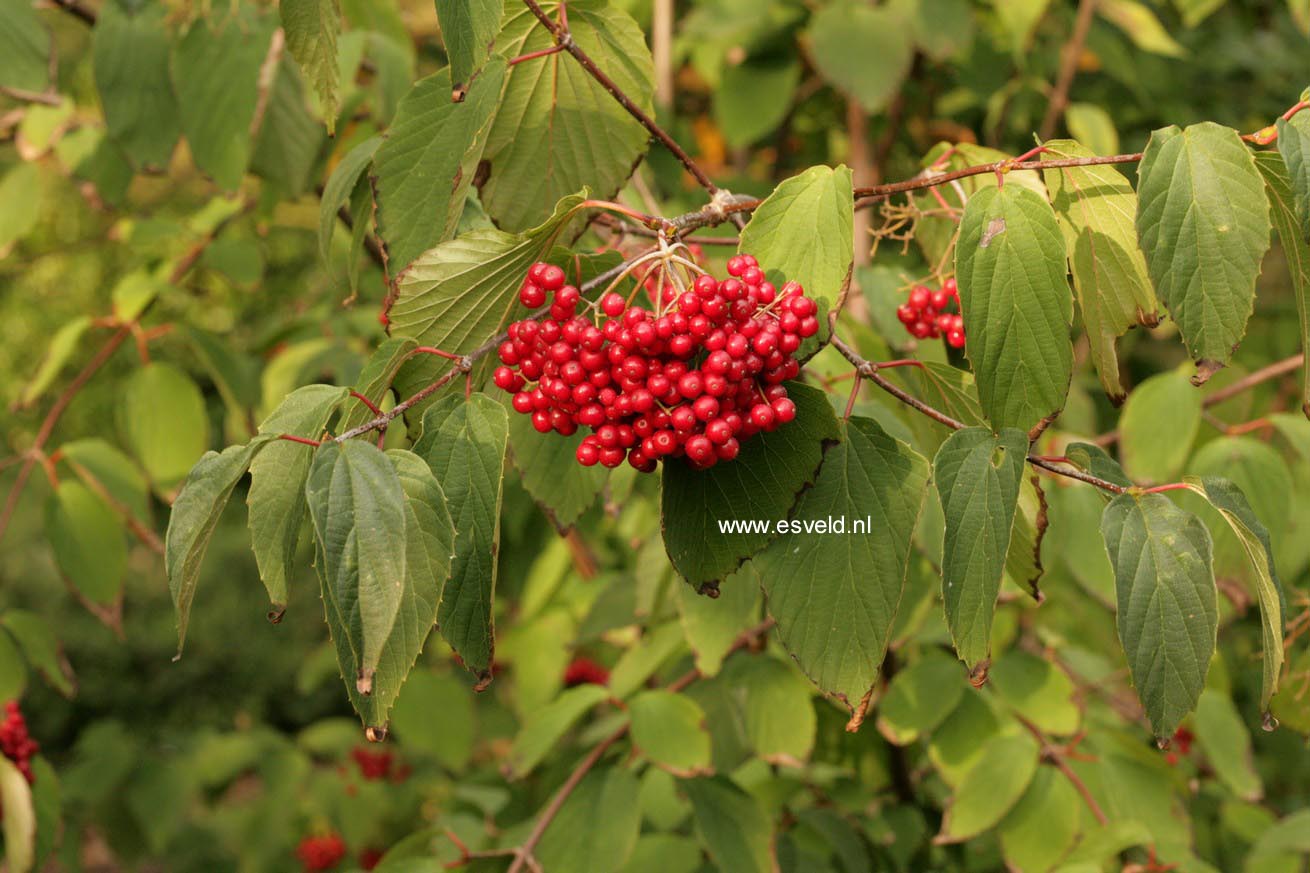 Viburnum betulifolium