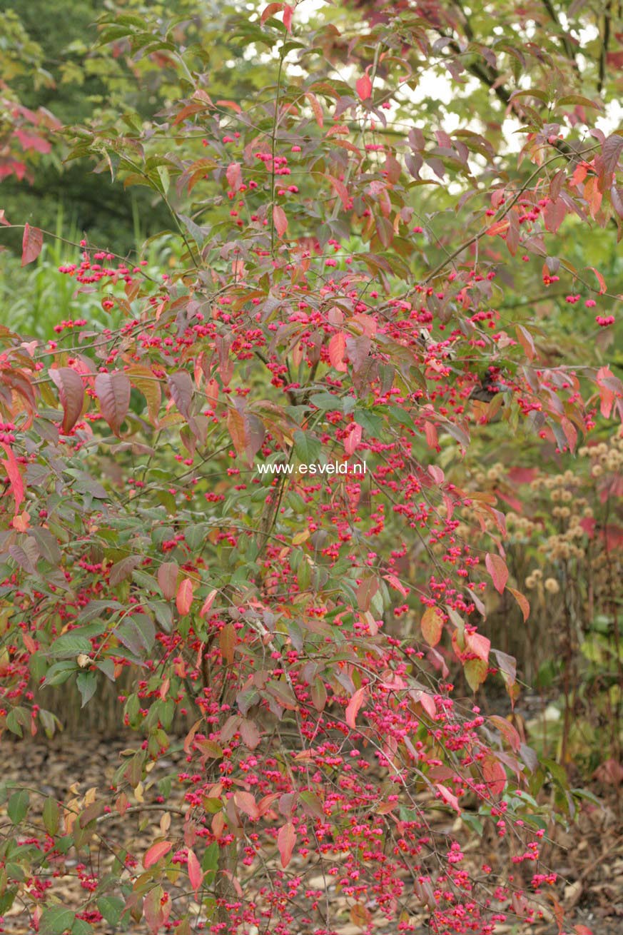 Euonymus europaeus 'Red Cascade'