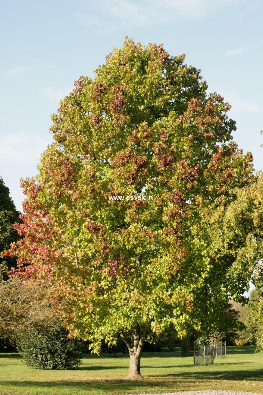 Liquidambar styraciflua 'Burgundy'