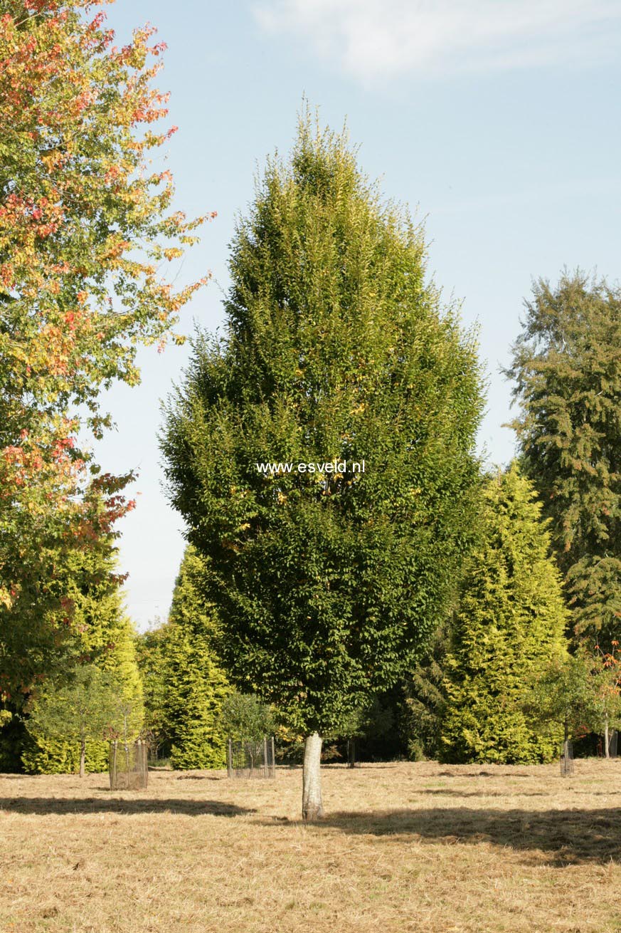 Carpinus betulus 'Frans Fontaine'