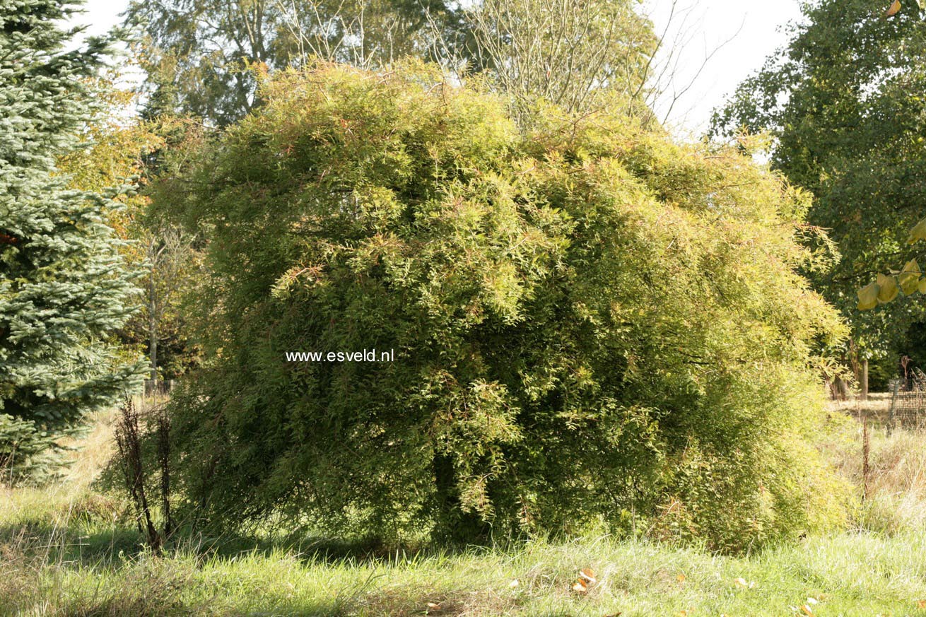 Taxodium distichum 'Secrest'