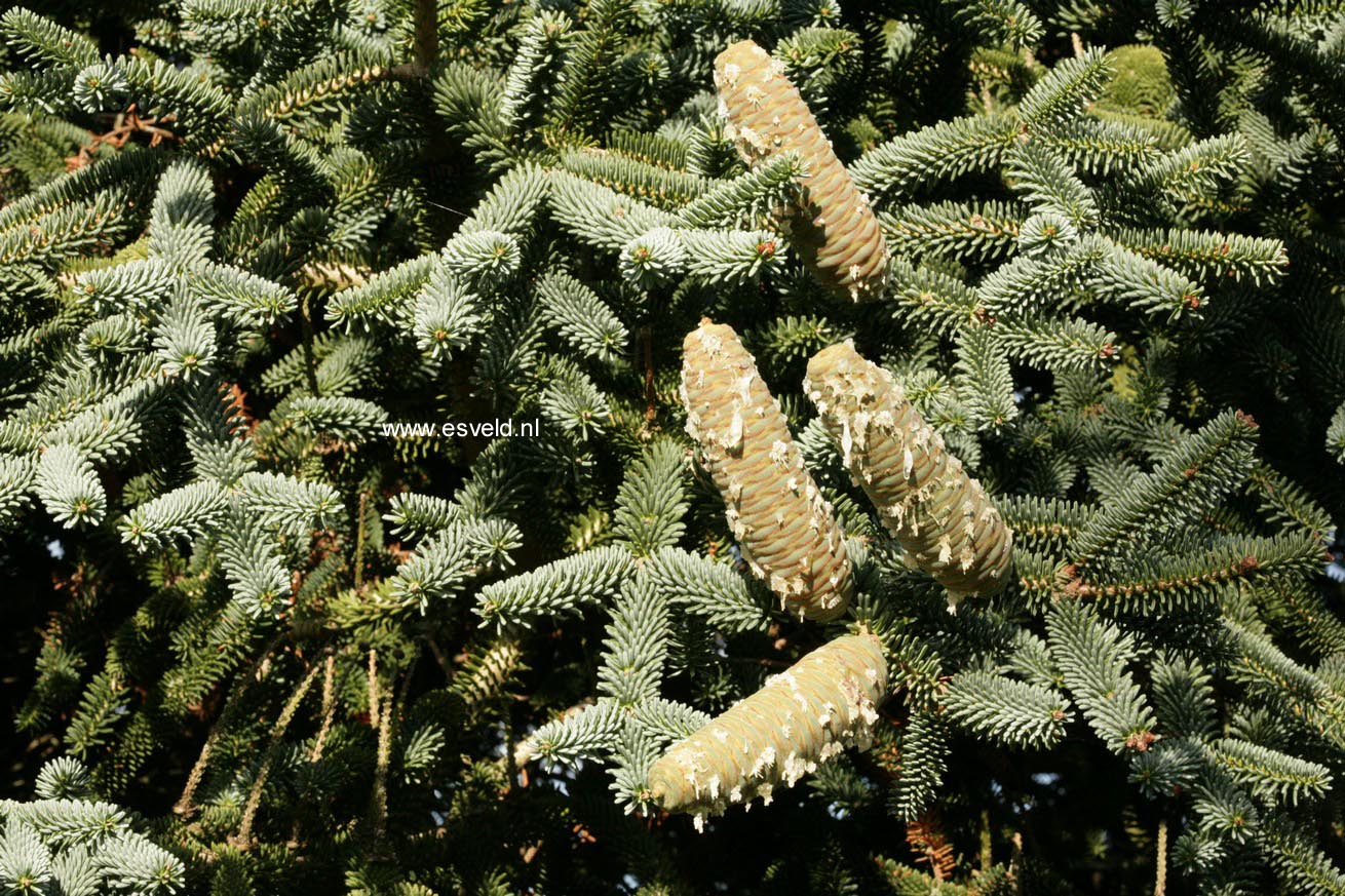 Abies pinsapo 'Kelleriis'